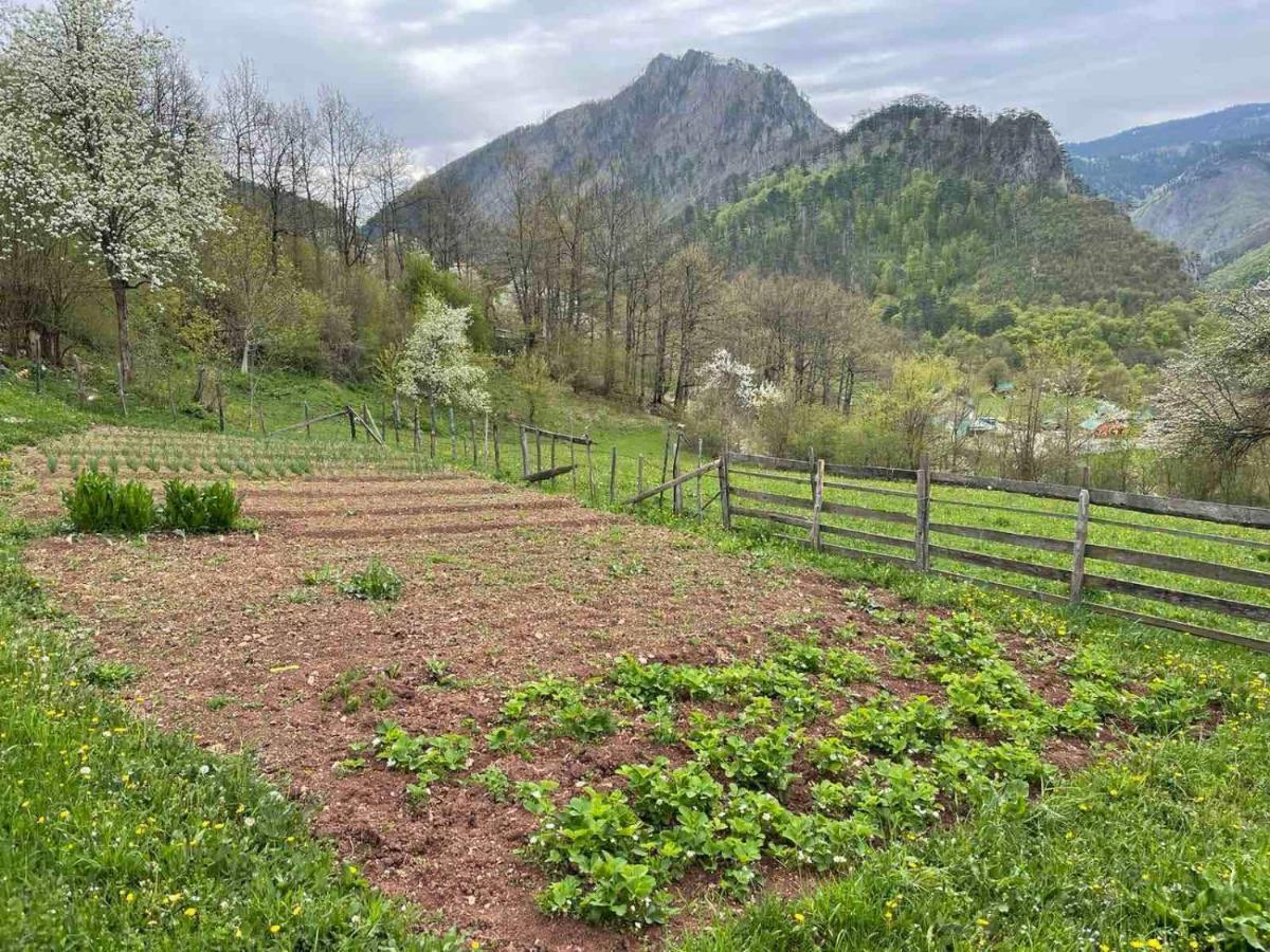Hotel Family Owned Self Sufficient Eco Farm Tara Pljevlja Exterior foto