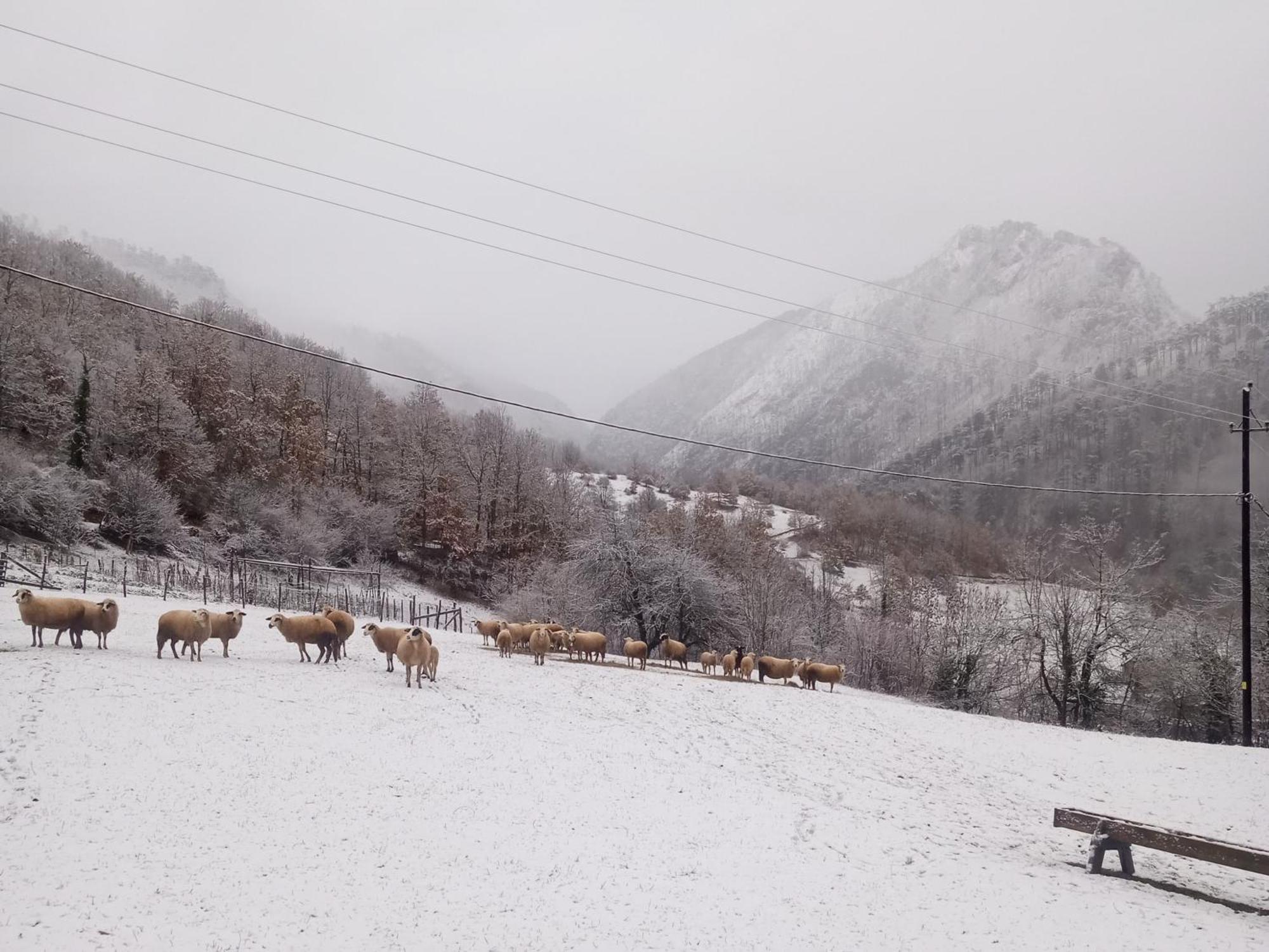 Hotel Family Owned Self Sufficient Eco Farm Tara Pljevlja Exterior foto